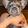 dog, puppy, french_bulldog, pet, animal, portrait, close_up, bat_ears, large_ears, short_fur, brindle, gray_fur, brown_fur, blue_eyes, paws, held, hands, indoor, wood_floor, funny_expression