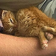 Mr. President is registered to the contest to win money with this photo: kitten, orange_cat, sleeping, cute, pet, fur, paw, close_up, cozy, resting, animal, domestic_cat, snuggling, person_arm, pink_paws, tiny, soft, nap, indoor, relaxed