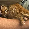kitten, orange_cat, sleeping, cute, pet, fur, paw, close_up, cozy, resting, animal, domestic_cat, snuggling, person_arm, pink_paws, tiny, soft, nap, indoor, relaxed