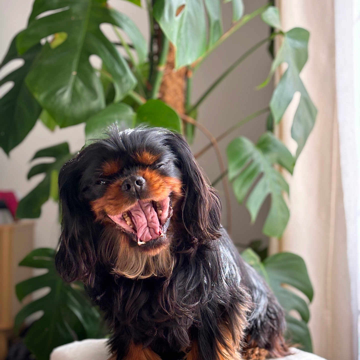 Charlie participe au concours pour gagner de l'argent avec cette photo : animal, black, cavalier_king_charles_spaniel, cozy, cute, dog, furniture, greenery, happy, indoor, leaf, long_hair, pet, plant, portrait, smiling, soft, tan, white, yawning