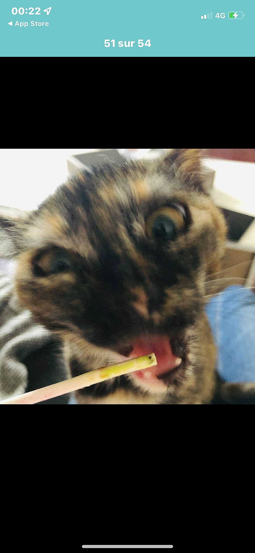 Sansa a rejoint le concours — aidez-le/la à gagner de superbes lots ! carnivore, cat, claw, close_up, domestic_short_haired_cat, ear, felidae, fur, iris, macro_photography, mammal, organism, paw, photo_caption, small_to_medium_sized_cats, snout, tail, terrestrial_animal, vertebrate, whiskers