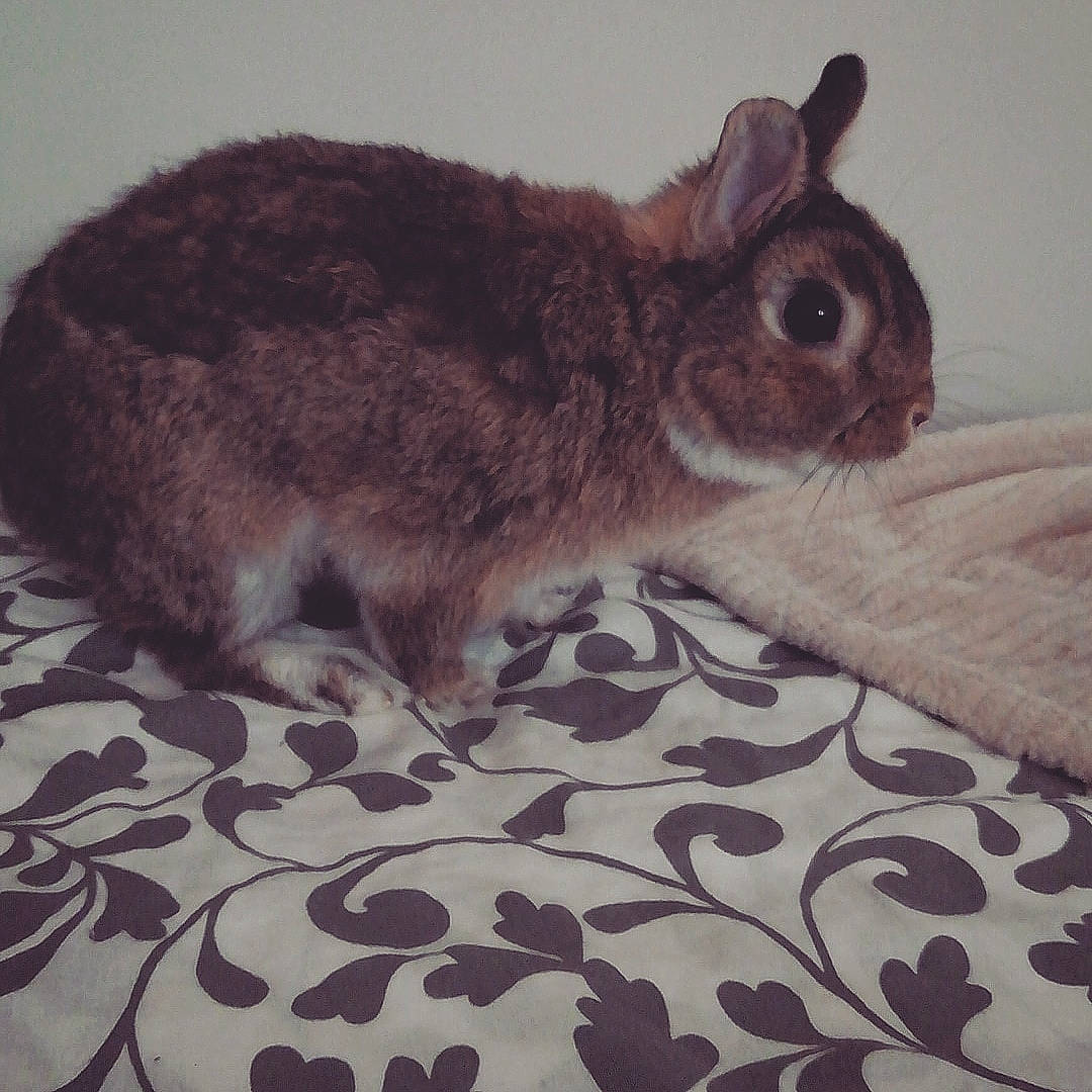 Stitch a rejoint le concours — aidez-le/la à gagner de superbes lots ! domestic_rabbit, ear, fawn, fur, hare, lower_keys_marsh_rabbit, mammal, rabbit, rabbits_and_hares, skin, snout, snowshoe_hare, tail, whiskers, wildlife, wood_rabbit