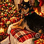 dog, christmas_tree, holiday_decorations, fireplace, presents, blanket, plaid, festive_collar, candles, pine_cone, stockings, red_bow, warm_lighting, indoors, holiday, decor, pet, cozy, celebration, fur