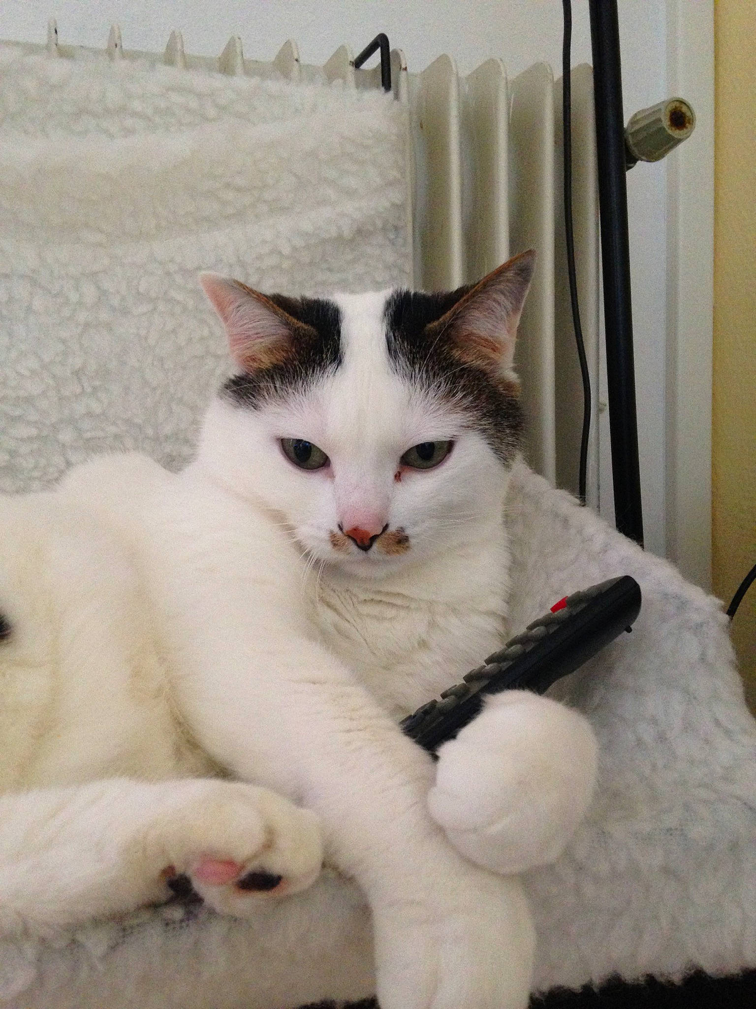 Crapule a rejoint le concours — aidez-le/la à gagner de superbes lots ! aegean_cat, carnivore, cat, domestic_short_haired_cat, felidae, japanese_bobtail, khao_manee, kitten, mammal, nose, polydactyl_cat, small_to_medium_sized_cats, tail, turkish_angora, turkish_van, whiskers