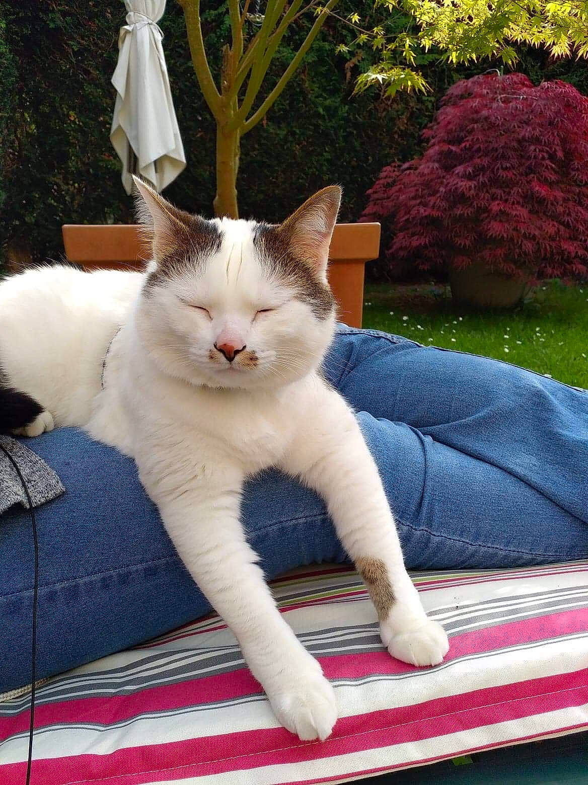 Crapule participe au concours pour gagner de l'argent avec cette photo : aegean_cat, carnivore, cat, domestic_short_haired_cat, fawn, felidae, fur, furniture, leg, mammal, polydactyl_cat, small_to_medium_sized_cats, tail, turkish_angora, turkish_van, whiskers