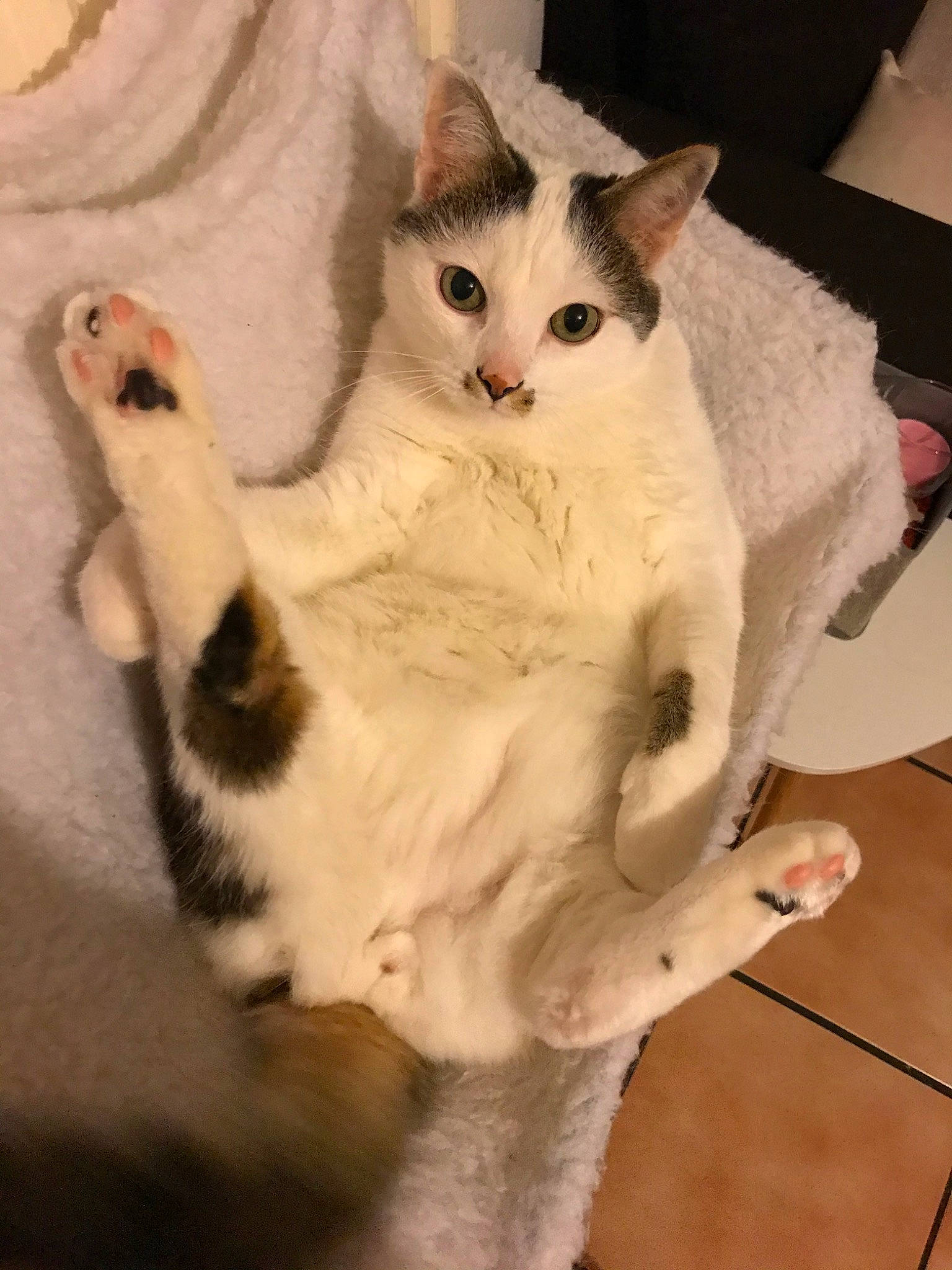 Crapule participe au concours pour gagner de l'argent avec cette photo : aegean_cat, american_wirehair, asian, burmilla, carnivore, cat, domestic_short_haired_cat, european_shorthair, felidae, japanese_bobtail, javanese, khao_manee, mammal, paw, small_to_medium_sized_cats, tail, turkish_angora, turkish_van, vertebrate, whiskers