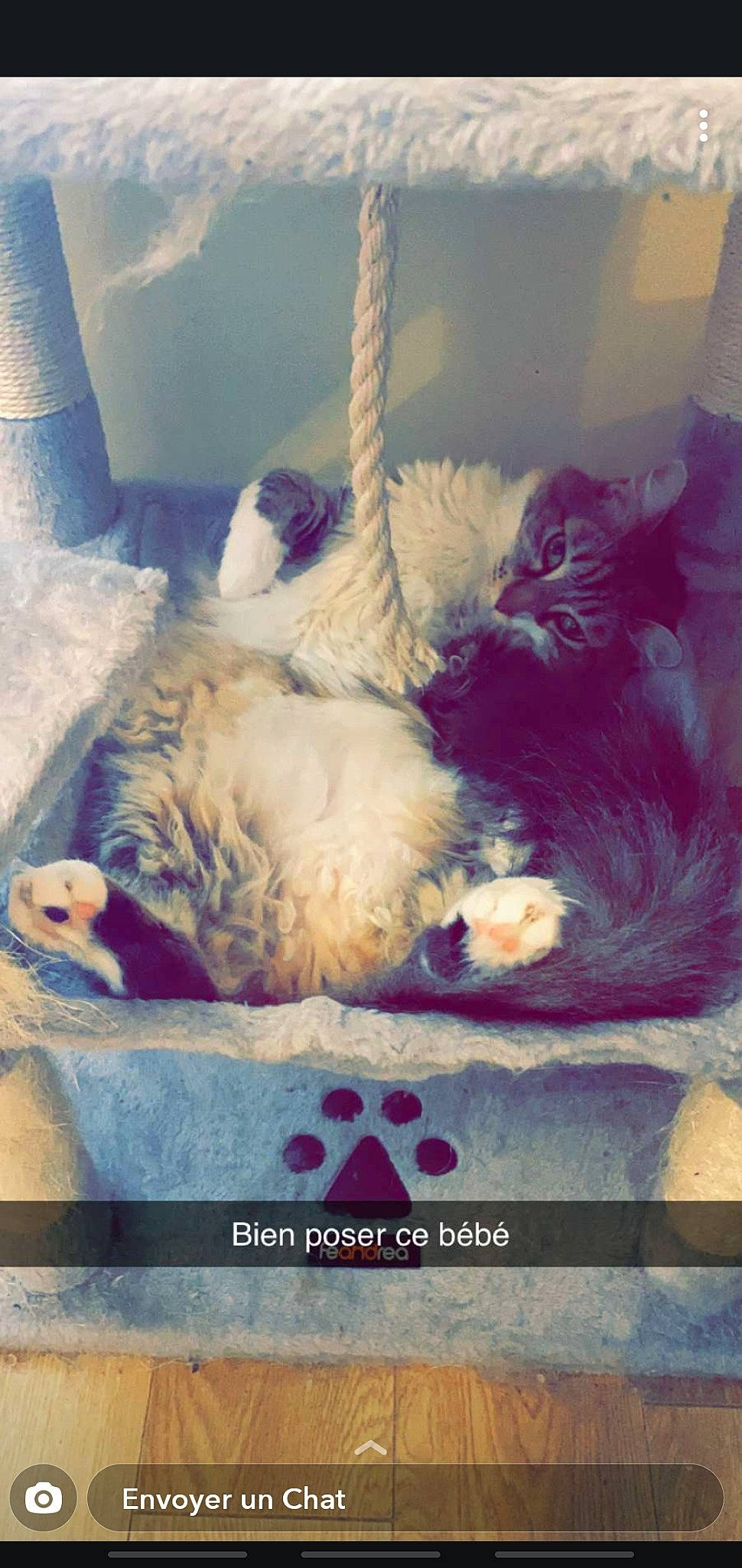 Pinceau participe au concours pour gagner de l'argent avec cette photo : carnivore, cat, felidae, fur, kitten, persian, photo_caption, small_to_medium_sized_cats, tail