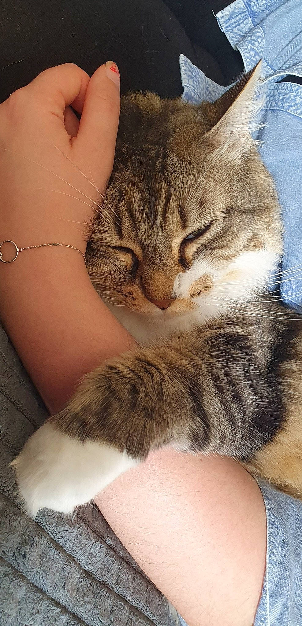 Pinceau a rejoint le concours — aidez-le/la à gagner de superbes lots ! aegean_cat, american_shorthair, american_wirehair, asian, carnivore, cat, claw, domestic_short_haired_cat, dragon_li, european_shorthair, felidae, fur, mammal, paw, polydactyl_cat, skin, small_to_medium_sized_cats, snout, tabby_cat, whiskers