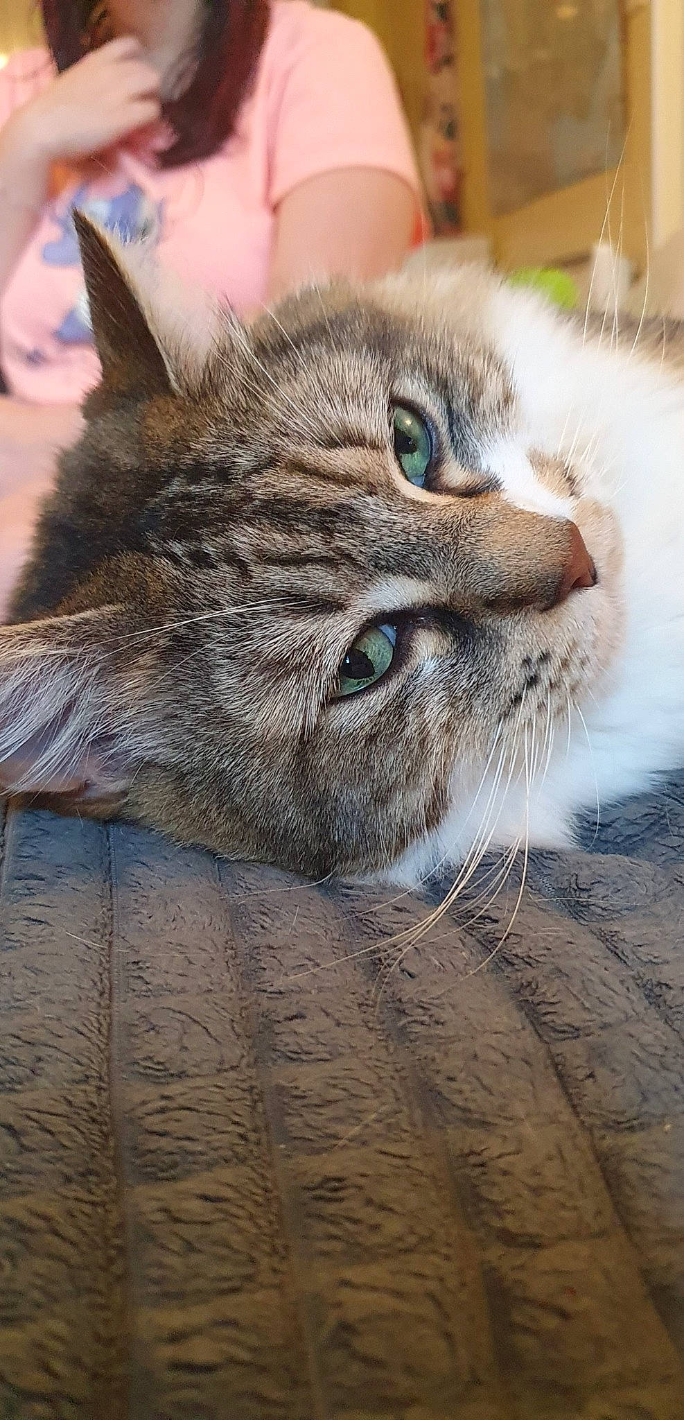 Pinceau participe au concours pour gagner de l'argent avec cette photo : aegean_cat, asian, british_semi_longhair, carnivore, cat, close_up, domestic_short_haired_cat, dragon_li, european_shorthair, eye, felidae, fur, kitten, mammal, pixie_bob, siberian, small_to_medium_sized_cats, snout, tabby_cat, whiskers