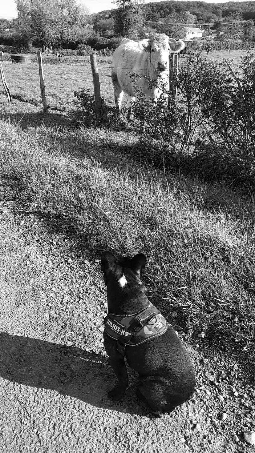 Toby participe au concours pour gagner de l'argent avec cette photo : black, black_and_white, canidae, carnivore, dog, dog_breed, grass, guard_dog, monochrome, monochrome_photography, photograph, photography, shadow, sporting_group, stock_photography, style