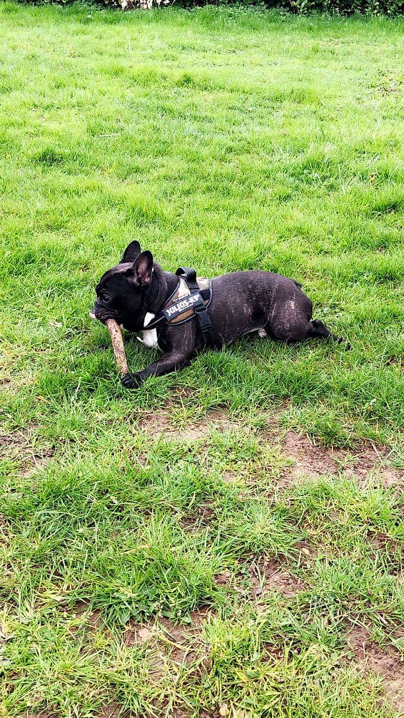 Toby participe au concours pour gagner de l'argent avec cette photo : canidae, carnivore, dog, dog_breed, french_bulldog, grass, guard_dog, lawn, mammal, non_sporting_group, patterdale_terrier, puppy, sporting_group