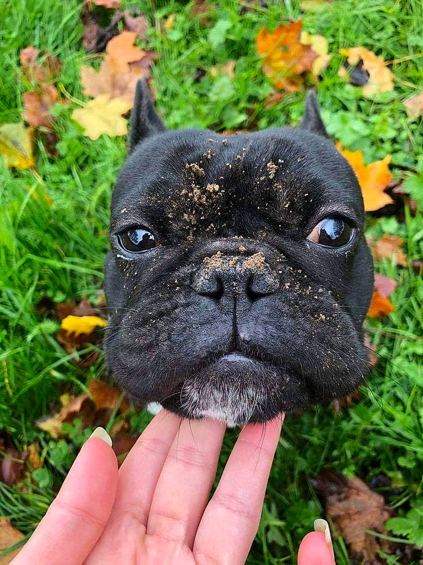Toby a rejoint le concours — aidez-le/la à gagner de superbes lots ! bulldog, canidae, carnivore, companion_dog, dog, dog_breed, dog_collar, fawn, french_bulldog, grass, mammal, non_sporting_group, plant, pug, puppy, snout, sporting_group, toy_bulldog, toy_dog
