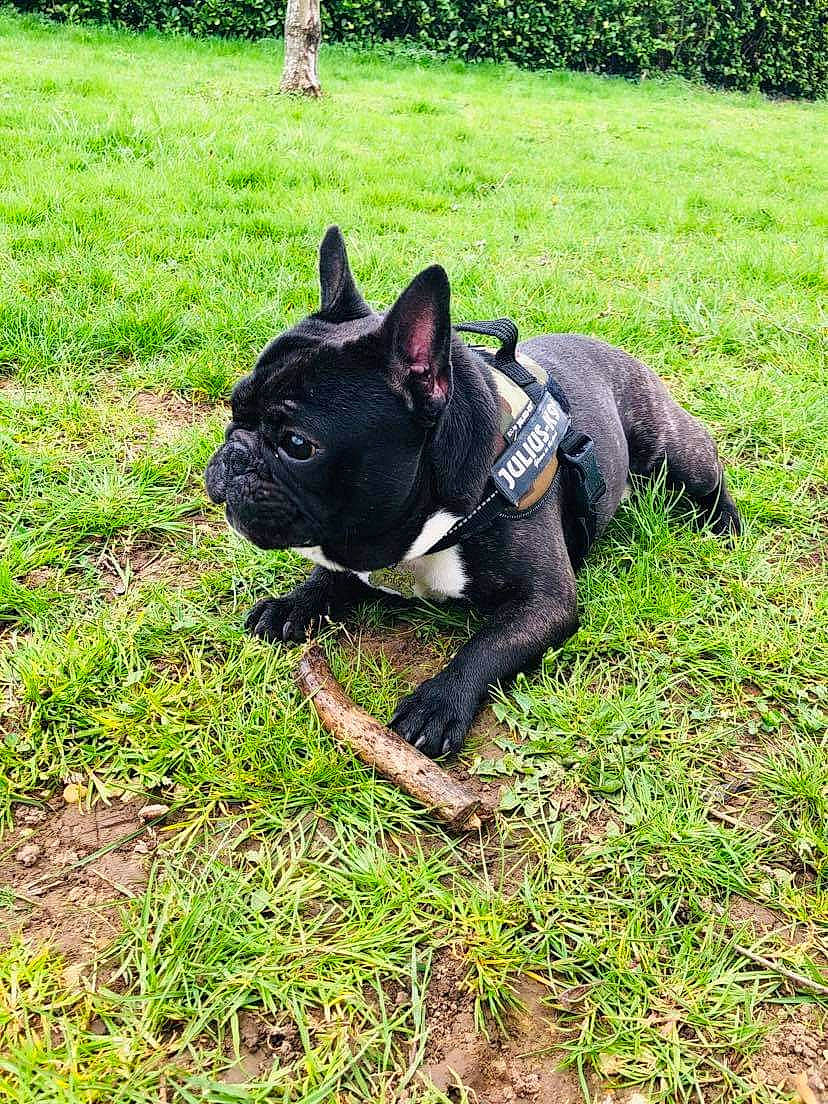 Toby participe au concours pour gagner de l'argent avec cette photo : bulldog, canidae, carnivore, companion_dog, dog, dog_breed, fawn, french_bulldog, grass, mammal, molosser, non_sporting_group, plant, snout, sporting_group, tail, vertebrate