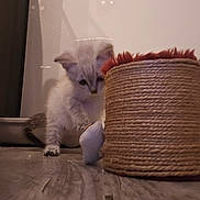 Storm participe au concours pour gagner de l'argent avec cette photo : kitten, cat, pet, curious, small, floor, wooden_floor, basket, indoor, animal, playing, young, feline, cute, paw, light, shadow, domestic, exploration, soft_lighting