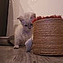 kitten, cat, pet, curious, small, floor, wooden_floor, basket, indoor, animal, playing, young, feline, cute, paw, light, shadow, domestic, exploration, soft_lighting