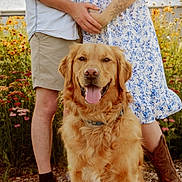 Zuko is registered to the contest to win money with this photo: dog, golden_retriever, animal, pet, smiling, tongue_out, couple, pregnant, floral_dress, tattoo, boots, shorts, shirt, hands, nature, flowers, garden, outdoor, sunlight, happy