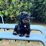 Ketty participe au concours pour gagner de l'argent avec cette photo : animal, bench, black, bushes, collar, curly_fur, cute, daylight, dog, fur, grass, nature, outdoor, park, pet, portrait, resting, small_dog, tag, tan