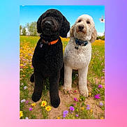 Oakley Jackson is registered to the contest to win money with this photo: dog, black_dog, white_dog, poodle, outdoor, flower_field, wildflowers, grass, nature, blue_sky, butterfly, pet, animal, cute, collar, sitting, daylight, summer, two_dogs, portrait