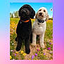 dog, black_dog, white_dog, poodle, outdoor, flower_field, wildflowers, grass, nature, blue_sky, butterfly, pet, animal, cute, collar, sitting, daylight, summer, two_dogs, portrait