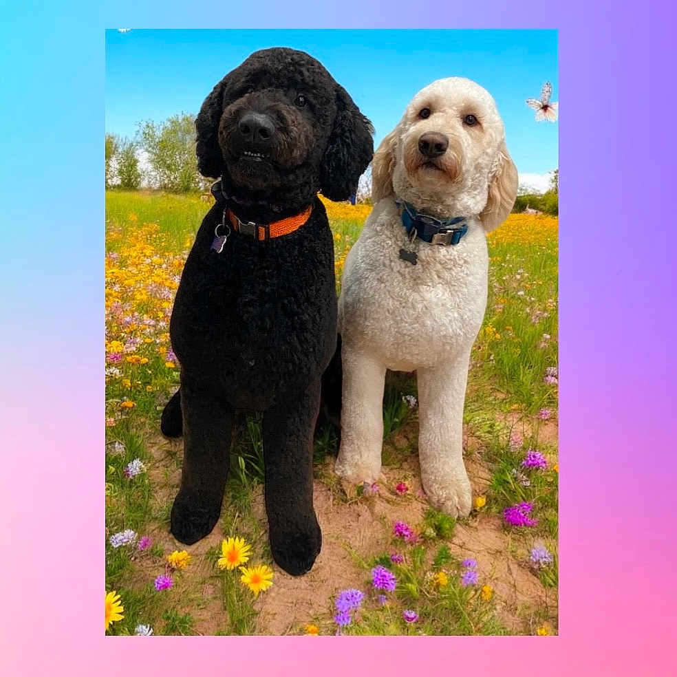 Oakley Jackson is registered to the contest to win money with this photo: animal, black_dog, blue_sky, butterfly, collar, cute, daylight, dog, flower_field, grass, nature, outdoor, pet, poodle, portrait, sitting, summer, two_dogs, white_dog, wildflowers