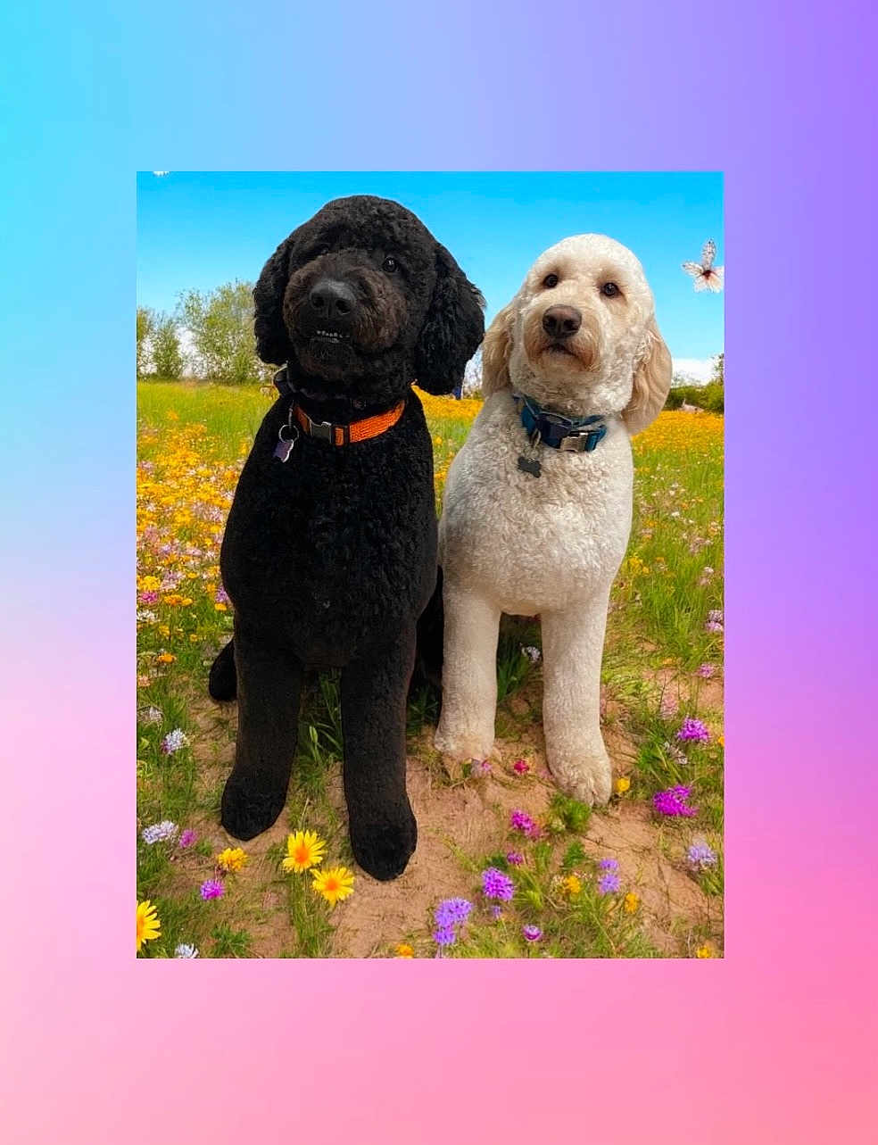 Oakley Jackson is registered to the contest to win money with this photo: dog, black_dog, white_dog, poodle, outdoor, flower_field, wildflowers, grass, nature, blue_sky, butterfly, pet, animal, cute, collar, sitting, daylight, summer, two_dogs, portrait