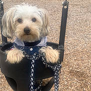 Dallas is registered to the contest to win money with this photo: dog, white_dog, puppy, swing, playground, wood_chips, leash, denim_jacket, pet, outdoor, cute, small_dog, fur, chain, play_equipment, park, animal, seated, daytime, nature