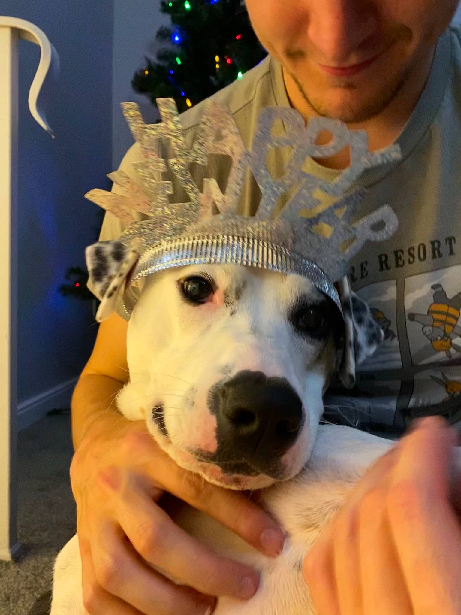 Coda is registered to the contest to win money with this photo: canidae, carnivore, christmas_decoration, christmas_ornament, christmas_tree, companion_dog, dog, dog_breed, event, fawn, fur, hat, holiday_ornament, jaw, ornament, party_hat, personal_protective_equipment, snout, sporting_group, whiskers