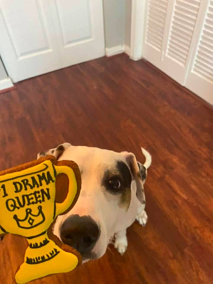 Coda is registered to the contest to win money with this photo: carnivore, companion_dog, dog, dog_breed, dog_supply, door, fawn, floor, flooring, hardwood, laminate_flooring, pet_supply, snout, tail, varnish, white, wood, wood_flooring, wood_stain, working_animal