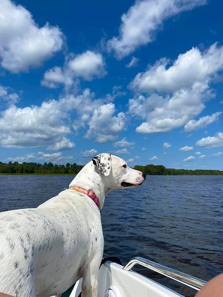 Coda joined the competition — help win amazing prizes! blue, boat, carnivore, cloud, collar, companion_dog, cumulus, dog, dog_breed, dog_collar, fawn, lake, leisure, recreation, sky, snout, sporting_group, vehicle, water, working_animal