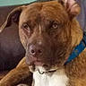Dexter is registered to the contest to win money with this photo: american_pit_bull_terrier, canidae, carnivore, dog, dog_breed, fawn, mammal, mountain_cur, non_sporting_group, nose, pit_bull, potcake_dog, snout, sporting_group, vertebrate, whiskers