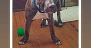 Dexter is registered to the contest to win money with this photo: american_bulldog, american_pit_bull_terrier, bandog, canidae, carnivore, dog, dog_breed, fawn, non_sporting_group, photo_caption, pit_bull, puppy, sporting_group, staffordshire_bull_terrier