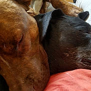 Dexter is registered to the contest to win money with this photo: canidae, carnivore, dog, dog_breed, ear, fawn, liver, mammal, snout, sporting_group, vertebrate