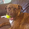 Dexter joined the competition — help win amazing prizes! american_pit_bull_terrier, canidae, carnivore, chesapeake_bay_retriever, dog, dog_breed, ear, fawn, labrador_retriever, mammal, mountain_cur, potcake_dog, snout, sporting_group, vertebrate, whiskers