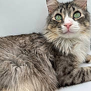 Felix joined the competition — help win amazing prizes! cat, tabby, fluffy, green_eyes, pink_nose, whiskers, fur, pet, animal, domestic_cat, close_up, portrait, lying_down, cute, feline, indoor, soft_texture, alert, mammal, adorable