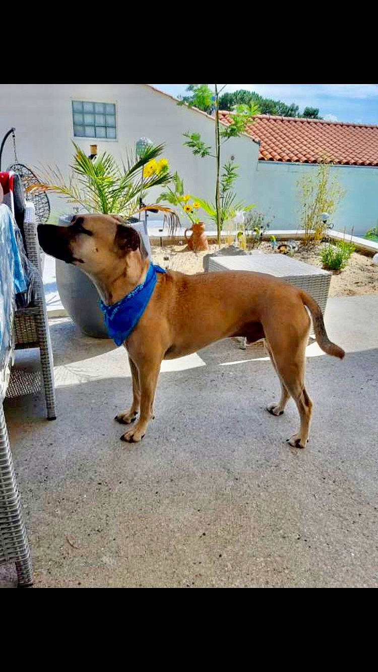 Plouf participe au concours pour gagner de l'argent avec cette photo : building, carnivore, chair, collar, companion_dog, dog, dog_breed, dog_collar, dog_supply, fashion_accessory, fawn, house, leash, pet_supply, plant, sky, sporting_group, tail, window, working_animal