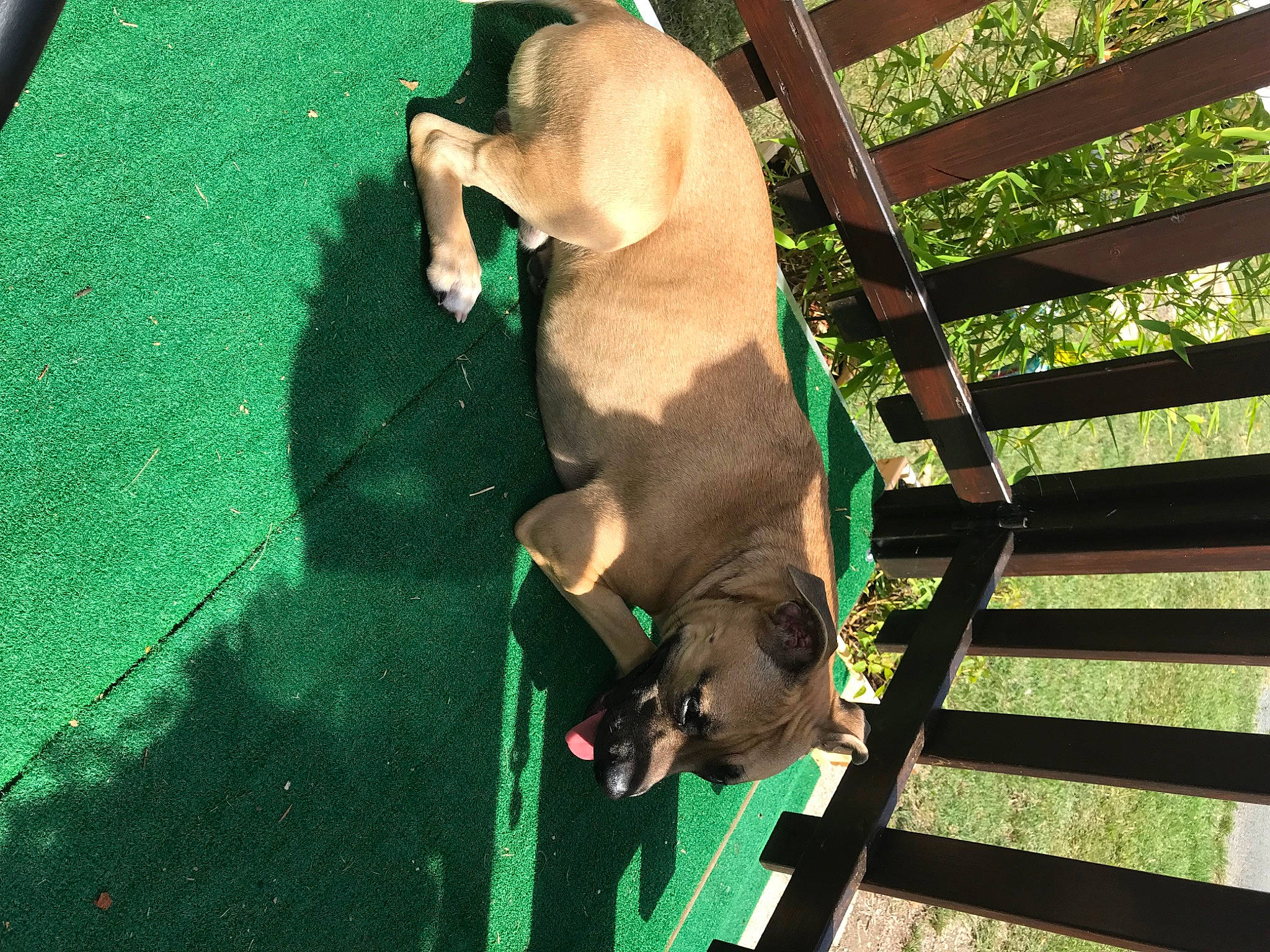 Plouf a rejoint le concours — aidez-le/la à gagner de superbes lots ! animal_shelter, canidae, carnivore, comfort, companion_dog, dog, dog_breed, fawn, fur, grass, green, liver, pet_supply, plant, snout, sporting_group, tail, terrestrial_animal, wood, working_animal