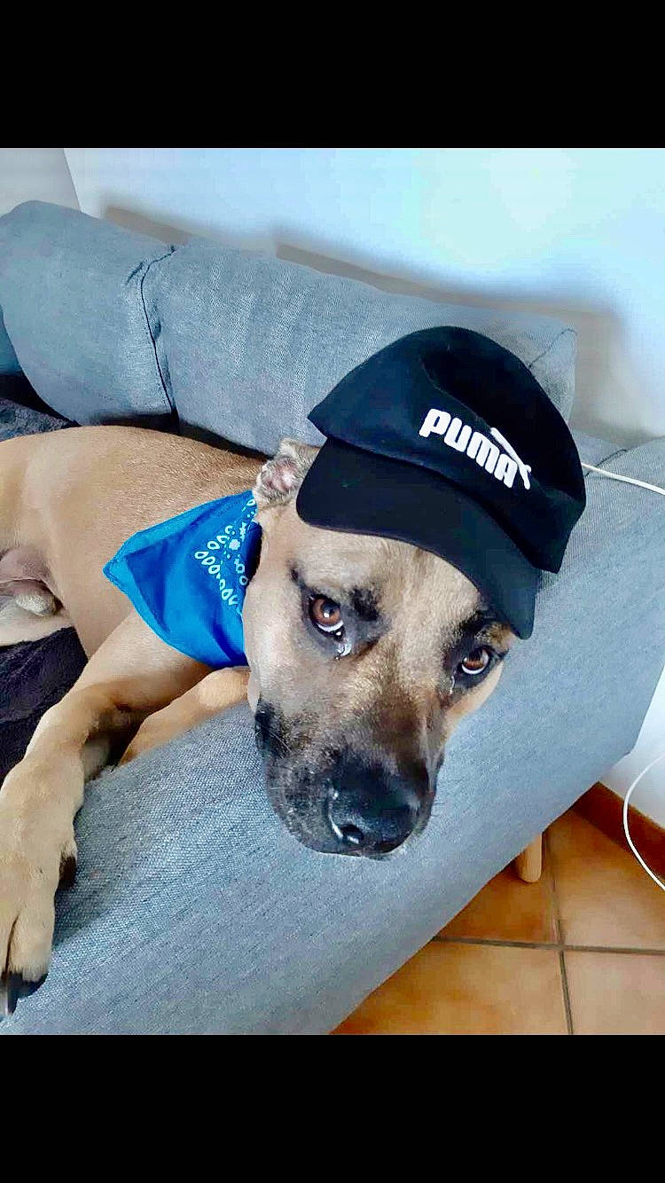 Plouf participe au concours pour gagner de l'argent avec cette photo : baseball_cap, canidae, cap, carnivore, collar, companion_dog, dog, dog_breed, dog_supply, electric_blue, eye, fashion_accessory, fawn, fur, hat, pet_supply, selfie, snout, sporting_group, whiskers