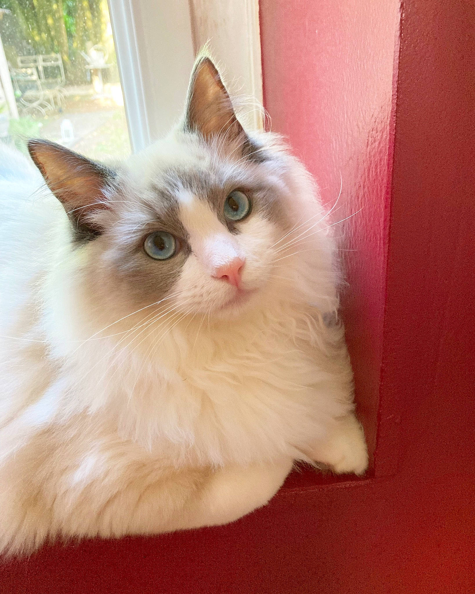 Tylou a rejoint le concours — aidez-le/la à gagner de superbes lots ! carnivore, cat, eye, fawn, felidae, fur, head, paw, small_to_medium_sized_cats, snout, tail, terrestrial_animal, whiskers, window