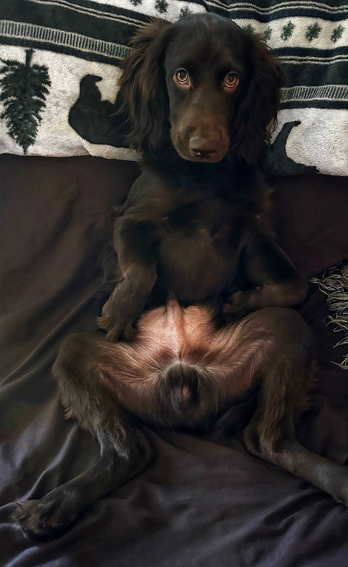 Beau is registered to the contest to win money with this photo: animal, bed, blanket, canine, cockerspaniel, couch, cushion, dog, face, furniture, head, homedecor, hound, labradorretriever, papillon, person, pet, photography, portrait, puppy