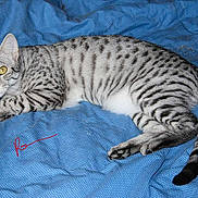 Kheper Ra participe au concours pour gagner de l'argent avec cette photo :