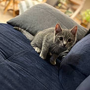 Atone a rejoint le concours — aidez-le/la à gagner de superbes lots ! animal, blue_couch, blurry_background, cat, couch, curious, domestic_cat, feline, furniture, gray_cat, home, indoor, kitten, pet, pillow, playful, resting, soft_focus, whiskers, young_cat