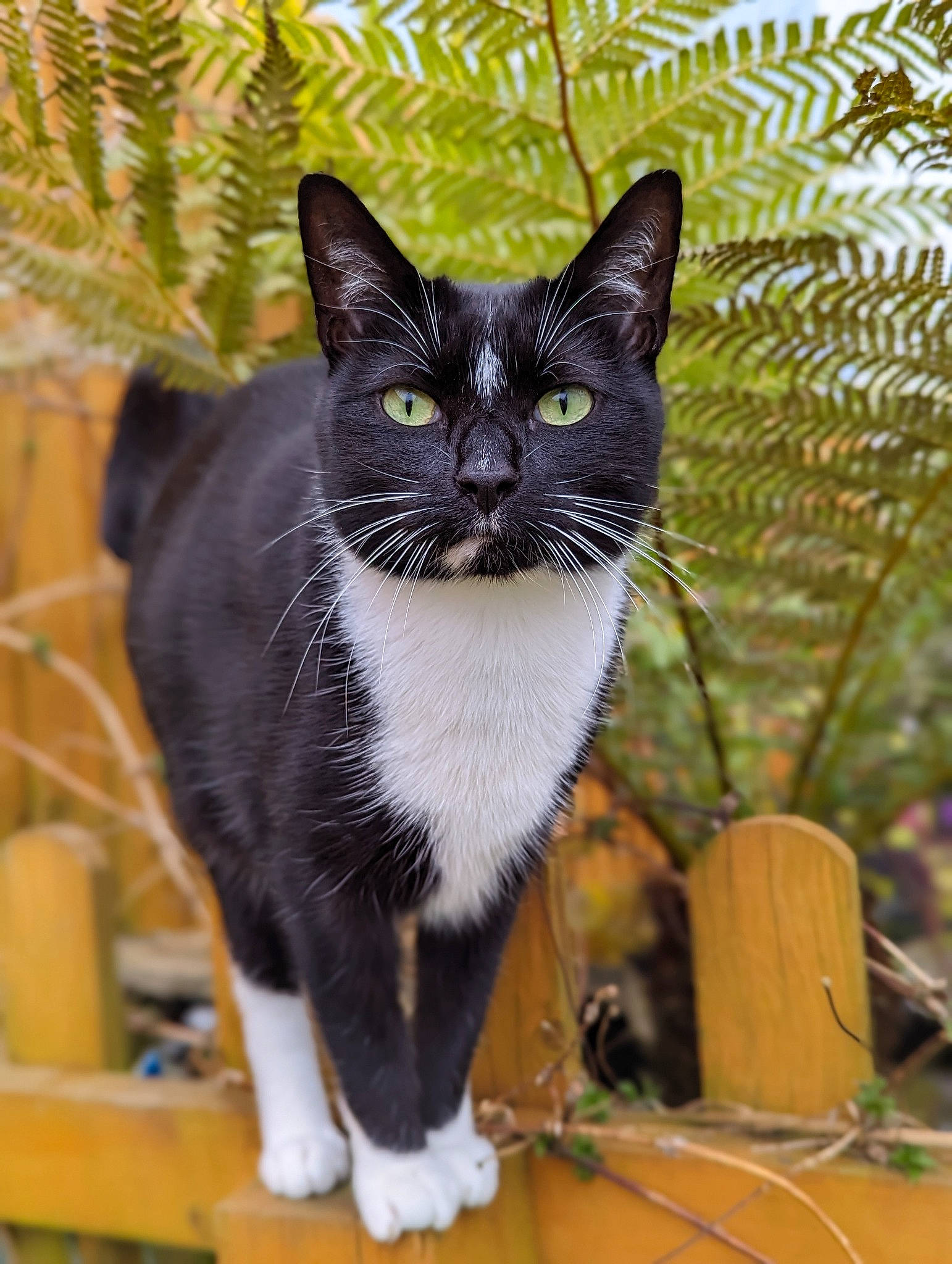 Scooby is registered to the contest to win money with this photo: black_cat, carnivore, cat, conifer, domestic_short_haired_cat, felidae, flowerpot, fur, grass, plant, sitting, small_to_medium_sized_cats, snout, tail, tree, twig, whiskers, window, wood
