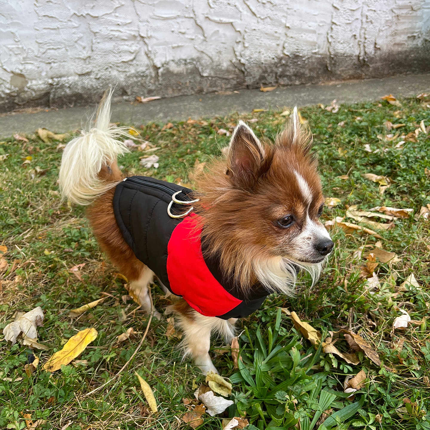 Gigi joined the competition — help win amazing prizes! accessories, animal, canine, chihuahua, clothing, coat, cockerspaniel, dog, grass, lawn, leash, nature, papillon, pet, plant, puppy, slate, strap, vegetation, vest