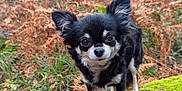 Malala a rejoint le concours — aidez-le/la à gagner de superbes lots ! alert, animal, autumn, black_and_white, chihuahua, curious, dog, ears, eyes, ferns, forest, leaves, log, moss, nature, outdoor, pet, small_dog, standing, woodland