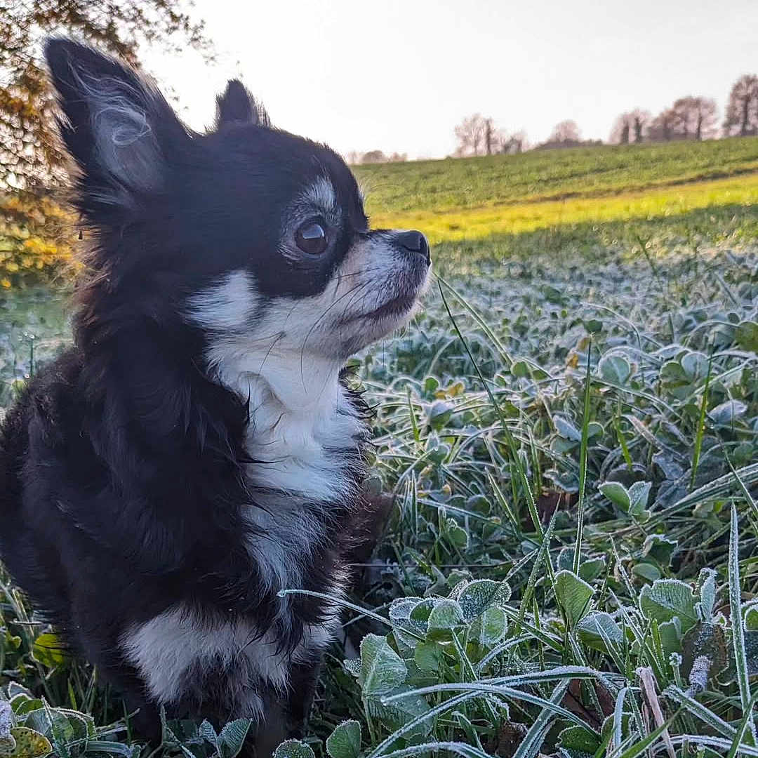 Malala a rejoint le concours — aidez-le/la à gagner de superbes lots ! alert, animal, black_and_white, chihuahua, cold, cute, dog, ears, field, frost, fur, grass, leaf, morning, nature, outdoor, pet, side_profile, small_dog, sunlight