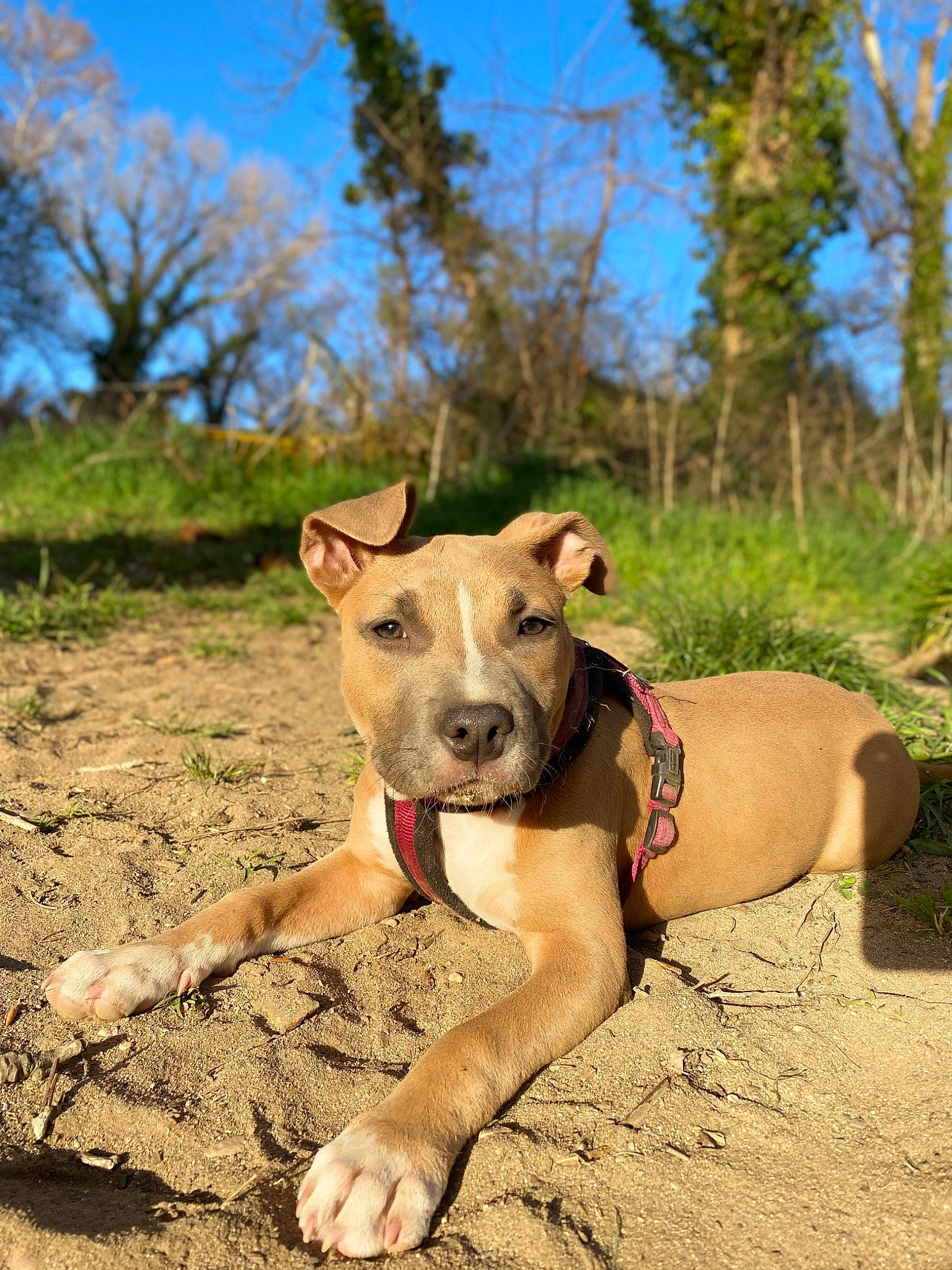 Shiva a rejoint le concours — aidez-le/la à gagner de superbes lots ! canidae, carnivore, collar, companion_dog, dog, dog_breed, dog_collar, dog_supply, fawn, landscape, pet_supply, plant, recreation, sky, snout, soil, sporting_group, terrestrial_animal, tree, working_animal