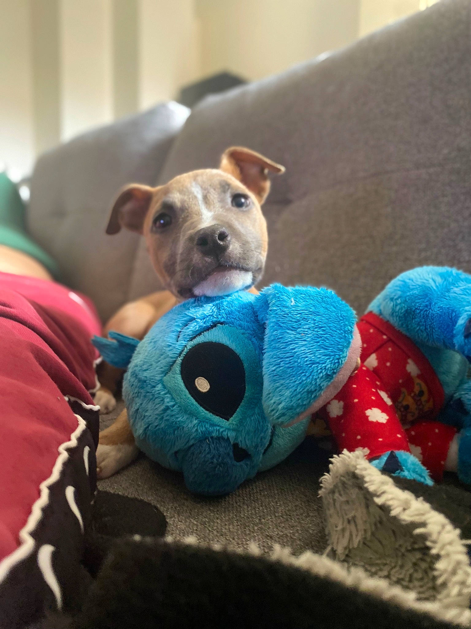 Shiva a rejoint le concours — aidez-le/la à gagner de superbes lots ! carnivore, comfort, companion_dog, couch, creative_arts, dog, dog_breed, dog_supply, fawn, fur, linens, pet_supply, plush, room, snout, stuffed_toy, toy, wool, woolen, working_animal