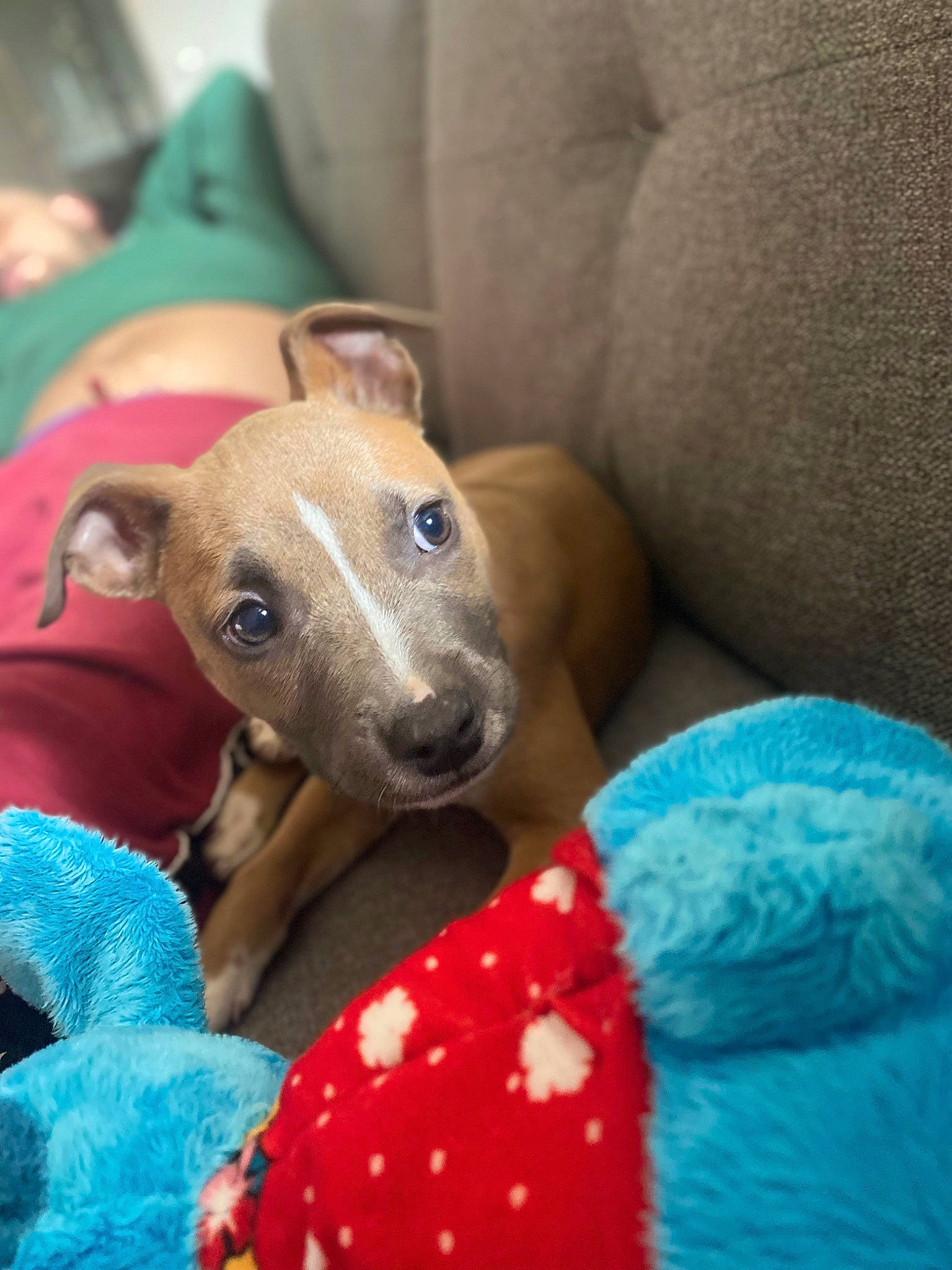 Shiva participe au concours pour gagner de l'argent avec cette photo : canidae, carnivore, comfort, companion_dog, dog, dog_breed, dog_supply, electric_blue, fawn, fur, laptop, linens, non_sporting_group, pet_supply, rampur_greyhound, snout, sporting_group, toy_dog, working_animal