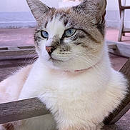 Clochette a rejoint le concours — aidez-le/la à gagner de superbes lots ! cat, blue_eyes, fur, indoor, wooden_furniture, floor, relaxed, pet, animal, close_up, whiskers, ears, nose, sitting, portrait, domestic_cat, feline, cute, calm, household