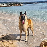 Rya participe au concours pour gagner de l'argent avec cette photo : dog, belgian_malinois, beach, sand, water, sea, wet_fur, tongue_out, coastline, rocks, cloudy_sky, outdoor, animal, pet, canine, shore, nature, summer, vacation, playful